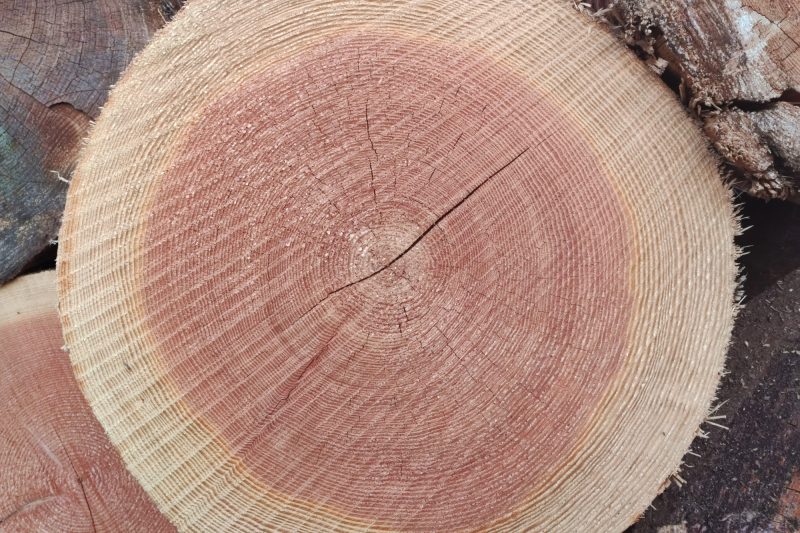 douglasiestamm douglasiestamm